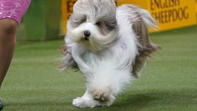 Air in my hair: A dog competes at the 2020 Westminster Kennel Club Dog Show at Madison Square Garden on February 10, 2020. Reuters