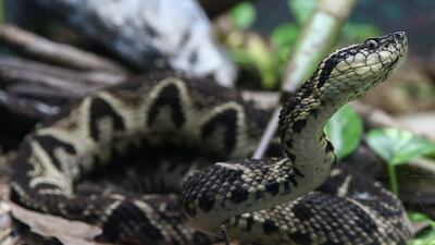 The jararacussu pit viper is one of the largest serpents in Brazil, measuring up to two metres long. Reuters