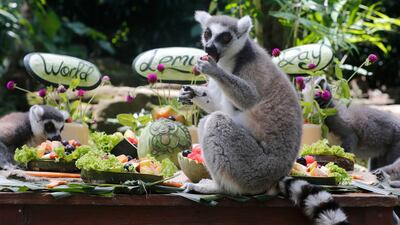 A ring-tailed lemur sits on a table, eating fruits at Bali Zoo on the occasion of "World Lemur Day" in Bali, Indonesia on October 29, 2020. AP Photo