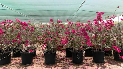 Expo 2020's nursery is home to thousands of water-efficient native and adaptive plants and trees. Reem Mohammed / The National