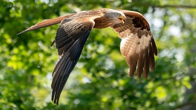 A red kite flies during a bird show at the Tripsdrill wildlife park near Cleebronn, Germany. EPA