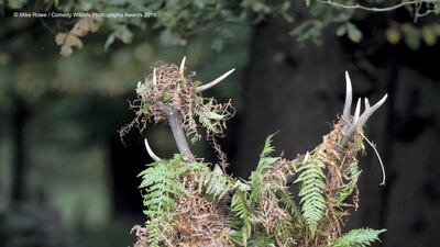 A deer covered in grass and bracken. Mike Rowe / The Comedy Wildlife Photography Awards 2019