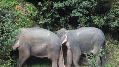 Two elephants that found themselves trapped on a thin, slippery sliver of rock above the churning waters are expected to survive after being rescued by park staff. EPA