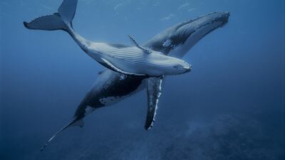 '1 Ocean' by Alexis Rosenfeld. Photo: Alexis Rosenfeld in partnership with Unesco