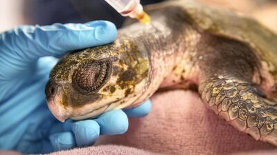 Episode 5, Humans: a critically ill kemp’s ridley sea turtle is given medical treatment at the New England Aquarium, near Boston in the US. Photo: Nick Shoolingin-Jordan/Silverback Films 2019