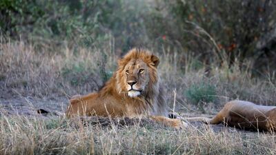 A male lion in the Maasai Mara National Reserve, Kenya. Reuters