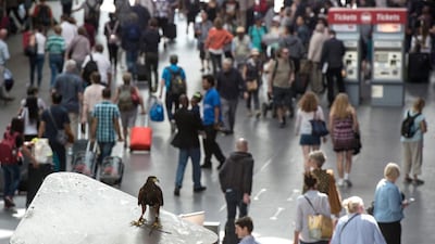 Denise, sits on top of the Kings Cross customer information sign before flying back to Mr Bell. Chris J Ratcliffe / Getty Images