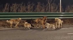 A screenshot from a video posted on social media showing sevenn dogs who escaped.