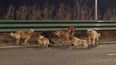 A screenshot from a video posted on social media showing sevenn dogs who escaped.