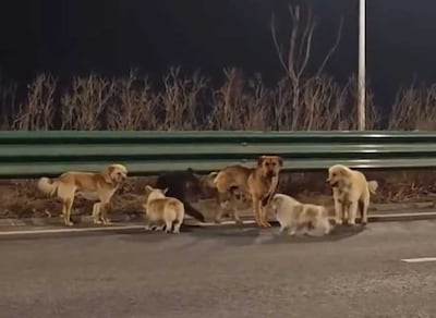 The animals reportedly travelled together across highways and fields and are now safely back with their respective owners. Yoda4ever / X