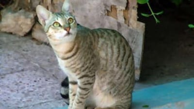 An Arabian Mau cat which has been officially recognised as an indigenous cat to the UAE.