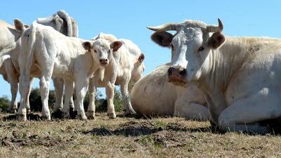 Charolais cattle grazes on a dry meadow at a livestock farm in Nouan, northwestern France. AFP