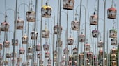 Zebra doves sit in cages during an annual bird singing competition in Thailand's southern Narathiwat province. AFP