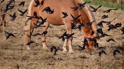 An Icelandic horse is surrounded by starlings as it grazes on the meadow of a stud in Wehrheim near Frankfurt, central Germany. AP