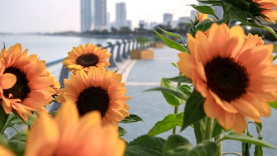 The Sunflower Walkway has opened in Abu Dhabi's Corniche area. Victor Besa / The National