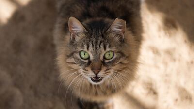 Many of the animals roam freely around the complex. EPA