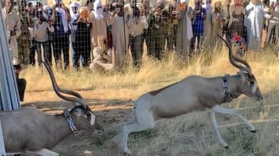 More than a dozen Addax are released into the wild in Chad. Courtesy Environment Agency Abu Dhabi