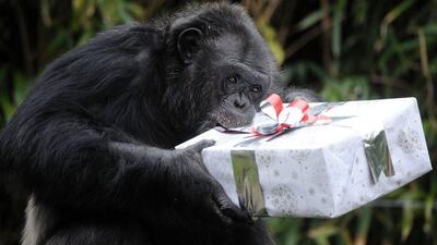 France: A chimpanzee opens a package filled with candies and wrapped as a Christmas gift at the zoo in La Fleche, western France. AFP Photo / Jean-Francois Monier