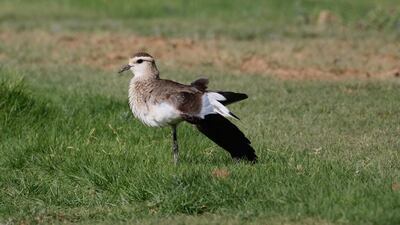 The species is endangered because of illegal hunting on the migratory paths from their home in Kazakhstan. Courtesy Oscar Campbell