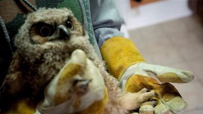 Volunteer Brittany Bugg holds the foot of a juvenile great horned owl at Great Basin Wildlife Rescue in Mapleton, Utah. AP