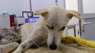 Braveheart is in a critical but stable condition after being found covered in injuries and with a broken spine. Courtesy: Stray Dogs Centre UAQ
