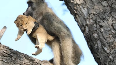 A male baboon carries a lion cub in a tree in the Kruger National Park, South Africa. The baboon took the little cub into the tree and preened it as if it were his own, said safari ranger Kurt Schultz who said in 20-years he had never seen such behaviour. The fate of the lion cub is unknown. AP