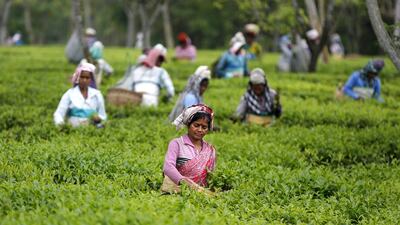 Workers pluck tea leaves inside Aideobarie tea estate.