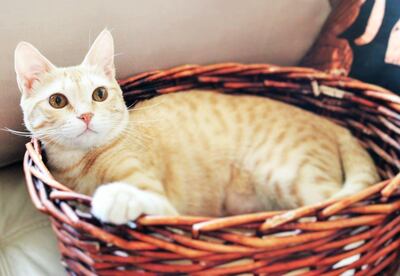 Kalinka has 100 per cent healed from her injuries. Courtesy Nataliya Kartavenko