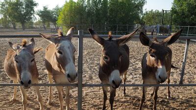 In addition to the expected cats and dogs, the Bahya sancutary farm also houses donkeys and a couple of ponies. The sanutary offers a refuge for various animals that have been abandoned, wounded or otherwise left for dead. The sanctuary is a non-profit farm. Delores Johnson / The National