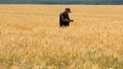 Russian hostilities in Ukraine are preventing grain from leaving the ‘breadbasket of the world’ and making food more expensive across the globe. AP