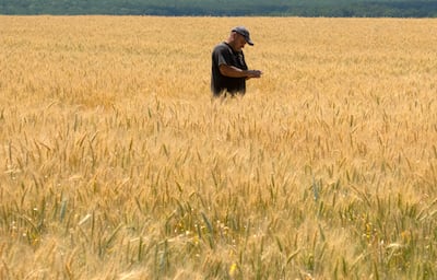 A farmer checks the wheat in a field in the Donetsk region, Ukraine. AP