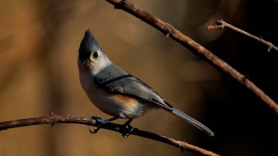 A Tufted Titmouse stands on a branch as Robert DeCandido also known as "Birding Bob" leads a group of bird watchers during a tour in Central Park, New York. On a recent sunny morning in New York a few dozen people gathered in Central Park's wooded Ramble area with a common goal: zero in on an elusive owl. Autumn leaves crunch under their shoes as "Birding Bob" -- a guide who has been organizing birdwatching tours in the park for more than three decades, with interest jumping since the coronavirus pandemic hit the city in March -- leads them along winding paths. AFP