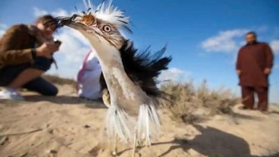 A houbara bird after been released in the wild by UAE rangers and members of the National Avian Research centre.