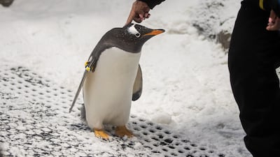 The Kings eat around 2kg of fish each day, while the Gentoos eat around 500g
