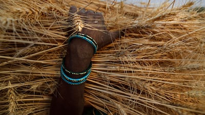 A farmer carries wheat harvested in Uttar Pradesh state, India. A record-shattering heat wave has damaged wheat yields across the country. AP