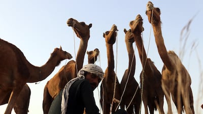 A man tends to sacrificial camels for sale while awaiting customers at a local livestock market ahead of Eid Al Adha in Karachi, Pakistan. EPA
