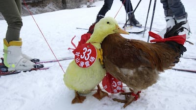A duck and a chicken compete in a skiing competition held for pets and their owners in Sanmenxia, north China’s Henan province.