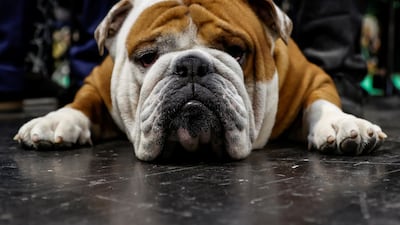 A British Bulldog takes a rest on the first day of the Crufts Dog Show in Birmingham, Britain. Reuters