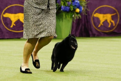 Schipperke 'Colton' and its trainer. Photo: Reuters