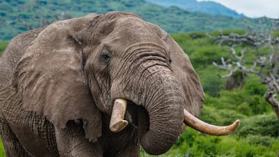 Great Plains is committed to protecting wildlife in the areas where it operates. Photos: Great Plains