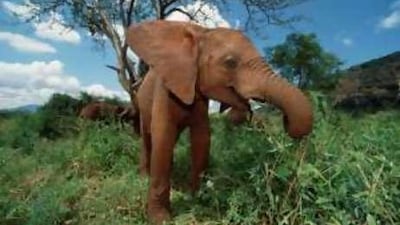 The Al Ain Wildlife Park and Resort is looking into buying an elephant after requests from visitors, although the logistical costs involved in obtaining an elephant can run into millions of dirhams.