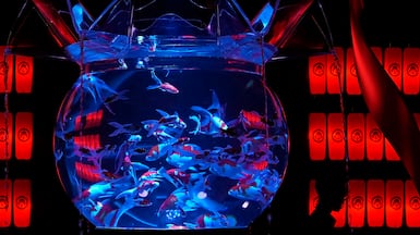 Goldfish swim at Obimai tank during an exhibition called 'Summer Art Aquarium 2024' at a department store in Tokyo. AP