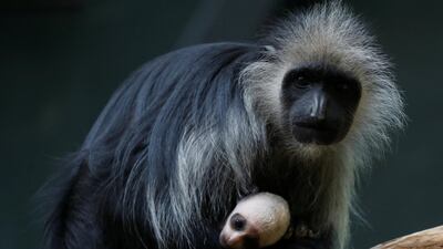 Chinese scientists have implanted human genes in monkeys. Reuters