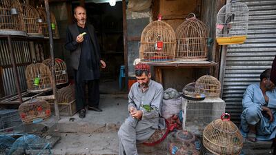 A bird vendor feeds his parakeet while waiting for customers in the Ka Faroshi bird market in Kabul. All photos by AFP
