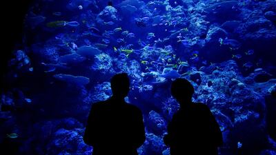 Australian Opposition Leader Bill Shorten looks at fish during press event and tour of Cairns Aquarium in Cairns, Australia. EPA