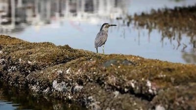 A small Blue Heron rests on the man-made shores of the mangrove islands.
