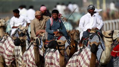 Handlers walk their camels in the early morning in Dubai. Getty Images