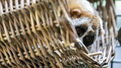 The slow loris couple are believed to have been brought into the country through illegal wildlife trade. Chris Whiteoak / The National