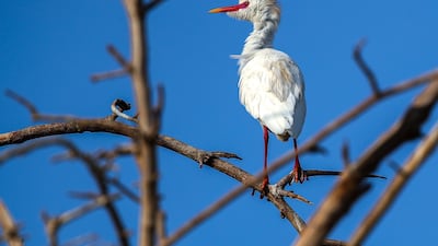 A western cattle egret on a sidr tree in Al Ain. Victor Besa / The National