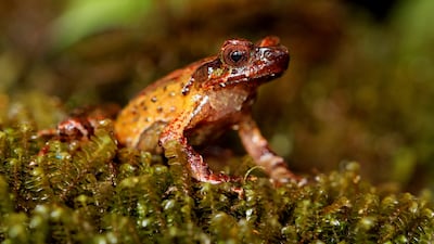 A Megophrys frigida, or Mount Ky Quan San Horned Frog, in Lao Cai, Vietnam. Reuters